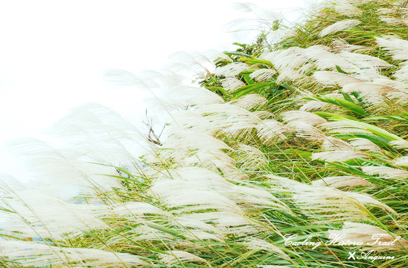 廖西瓜@2014東北角草嶺古道芒花季45