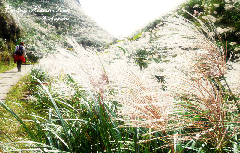 廖西瓜@2014東北角草嶺古道芒花季10