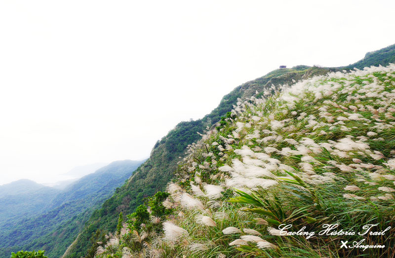 廖西瓜@2014東北角草嶺古道芒花季48