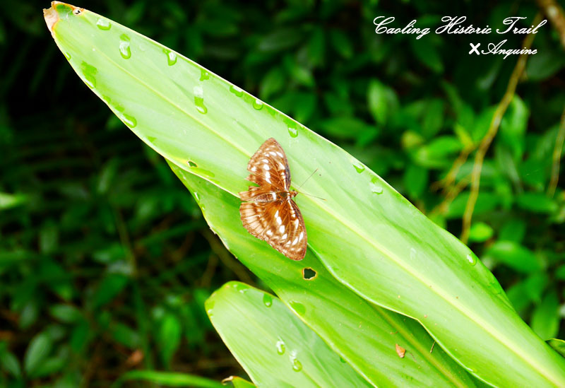 廖西瓜@2014東北角草嶺古道芒花季4