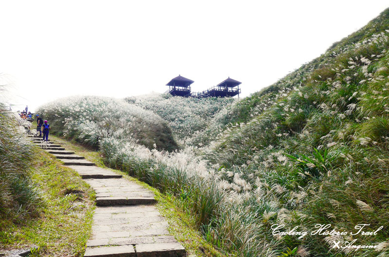 廖西瓜@2014東北角草嶺古道芒花季15