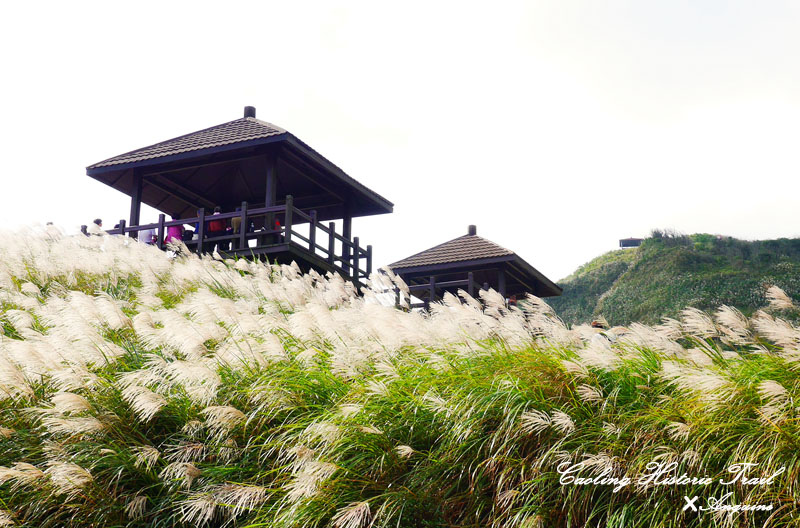 廖西瓜@2014東北角草嶺古道芒花季25