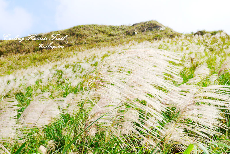 廖西瓜@2014東北角草嶺古道芒花季27