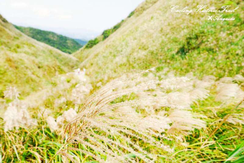 廖西瓜@2014東北角草嶺古道芒花季28