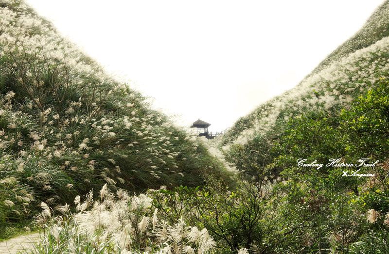 廖西瓜@2014東北角草嶺古道芒花季9