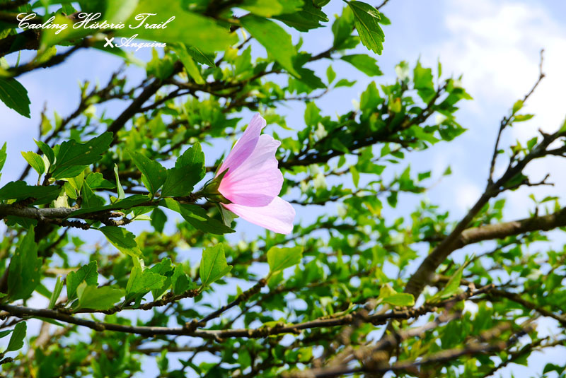 廖西瓜@2014東北角草嶺古道芒花季37