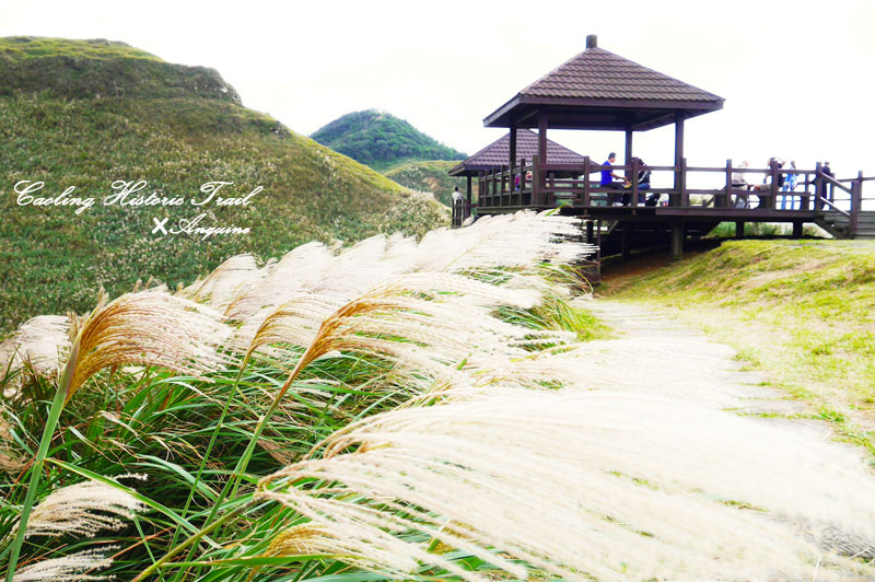 廖西瓜@2014東北角草嶺古道芒花季41