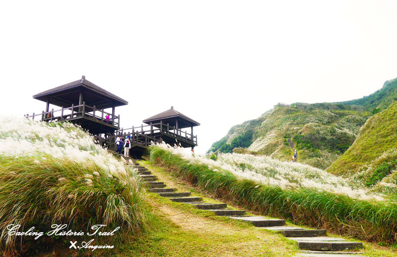廖西瓜@2014東北角草嶺古道芒花季30
