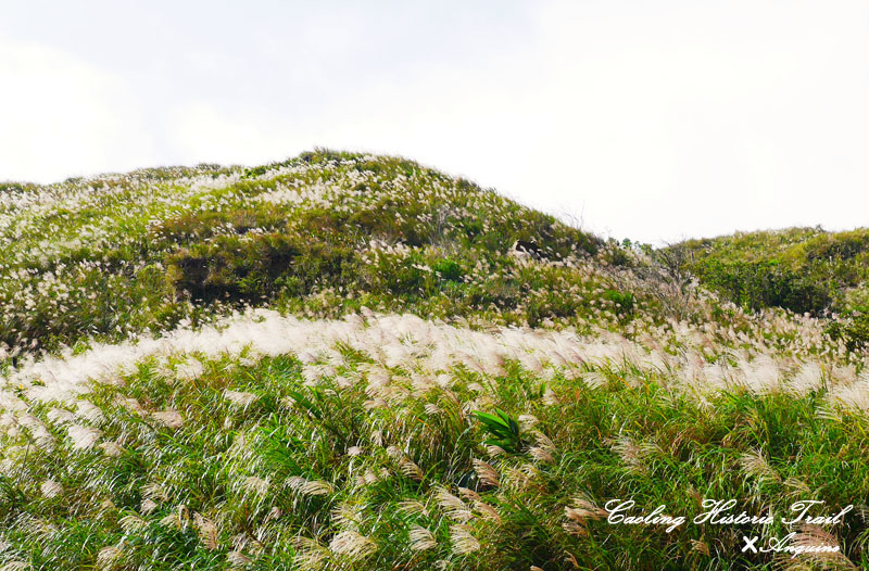 廖西瓜@2014東北角草嶺古道芒花季12