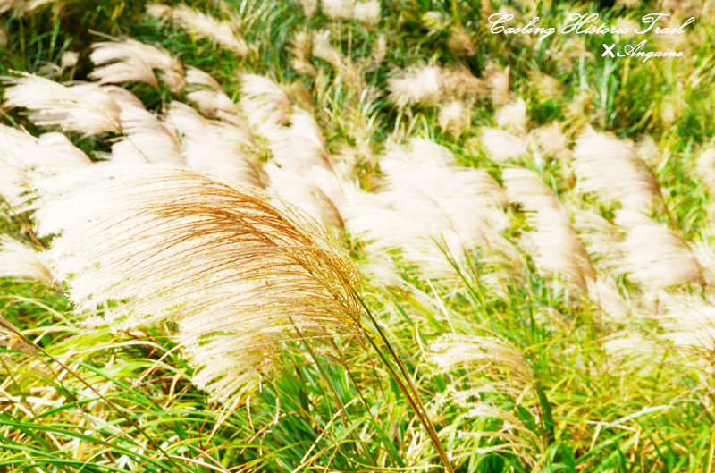 廖西瓜@2014東北角草嶺古道芒花季16