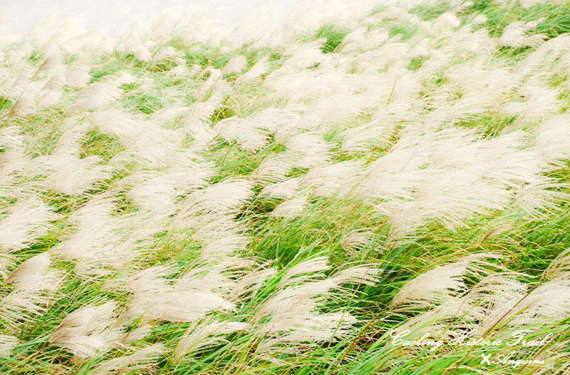 廖西瓜@2014東北角草嶺古道芒花季43