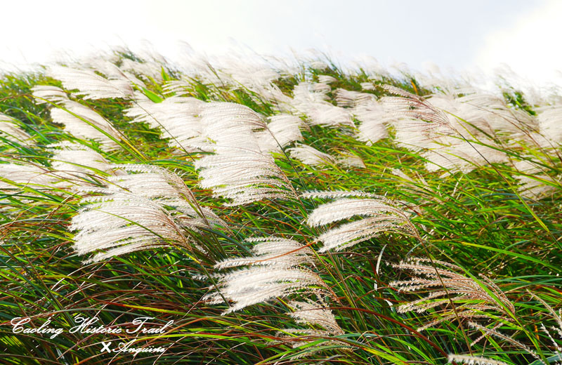 廖西瓜@2014東北角草嶺古道芒花季17