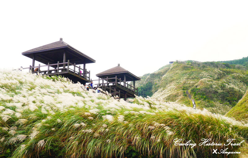 廖西瓜@2014東北角草嶺古道芒花季42