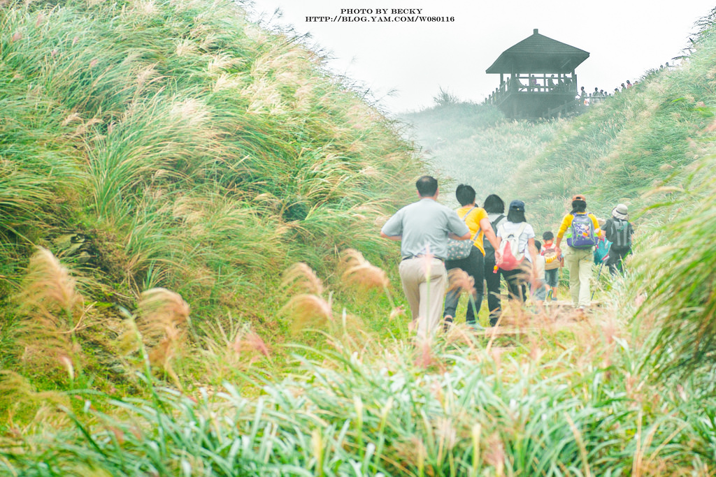 2014.Nov 草嶺古道芒花季