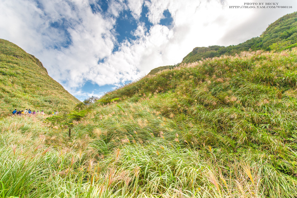 2014.Nov 草嶺古道芒花季