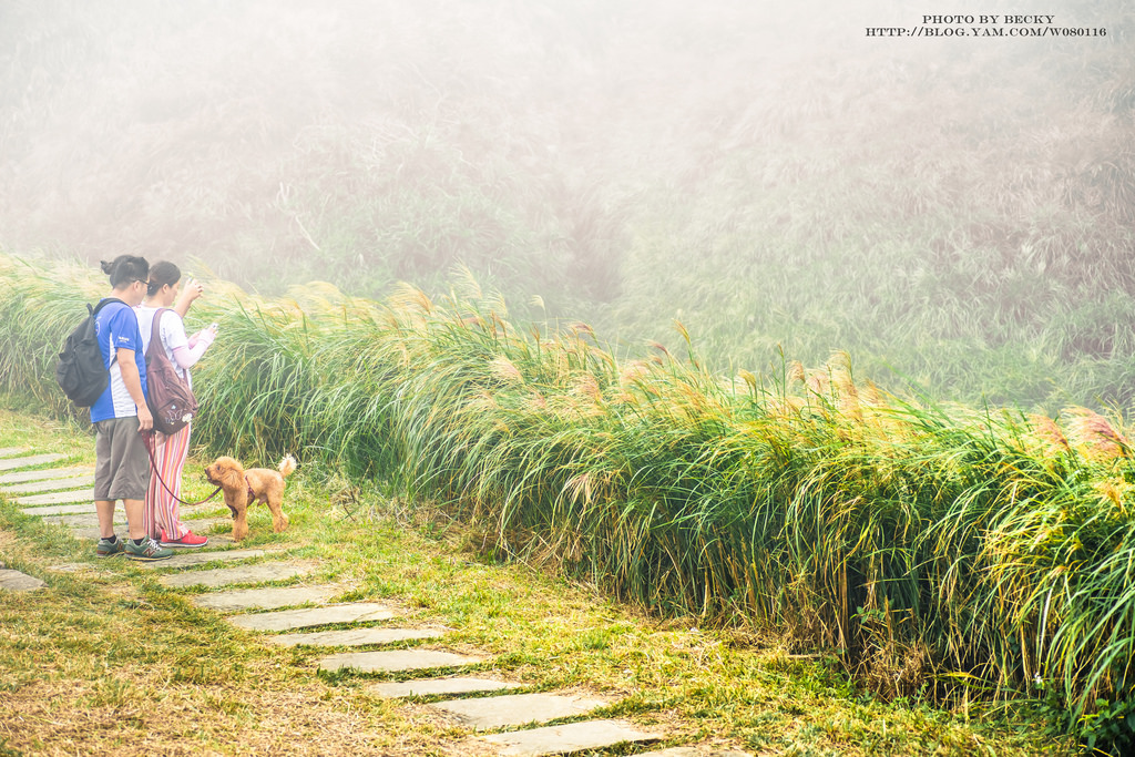 2014.Nov 草嶺古道芒花季