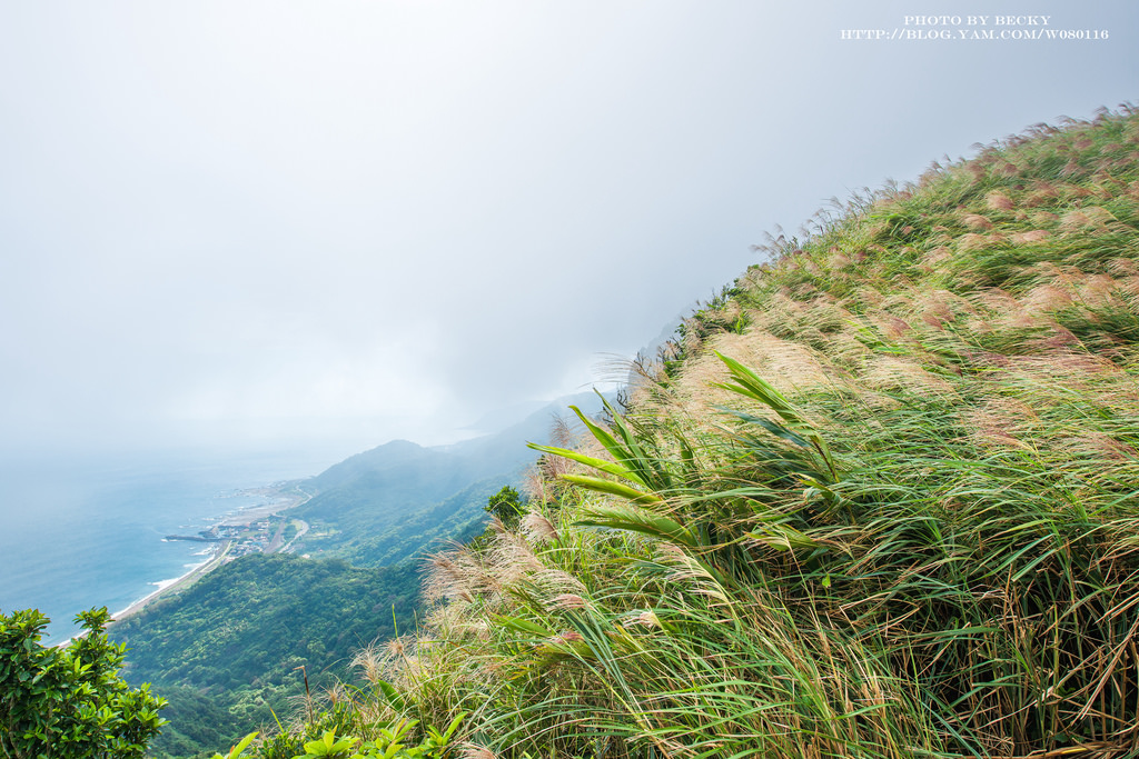 2014.Nov 草嶺古道芒花季