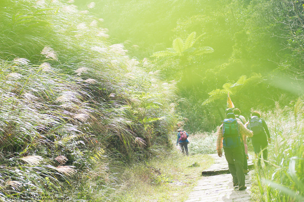 2014.Nov 草嶺古道芒花季