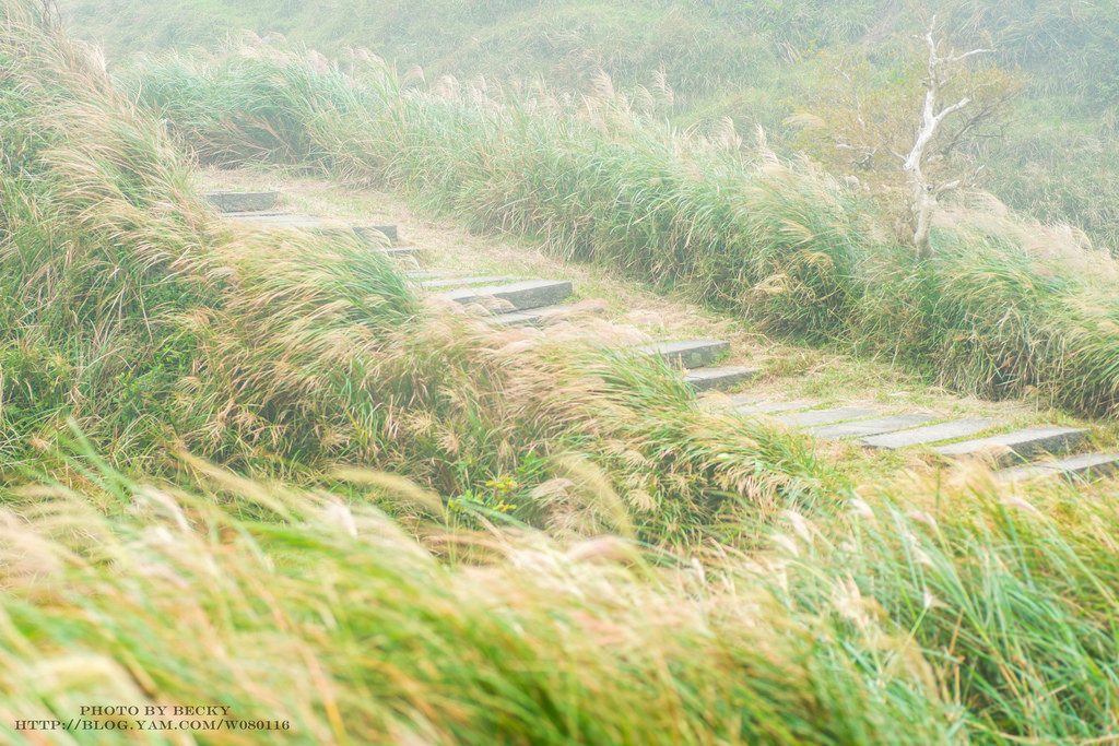 2014.Nov 草嶺古道芒花季