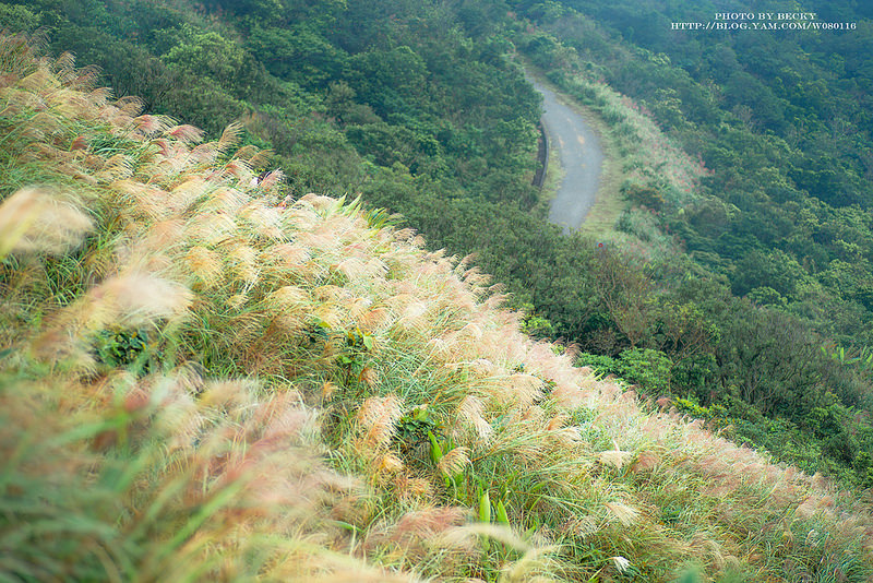 2014.Nov 草嶺古道芒花季