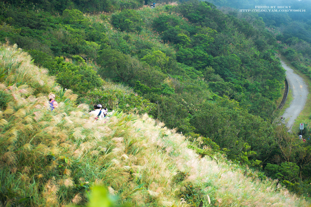 2014.Nov 草嶺古道芒花季