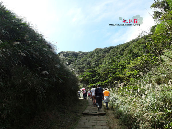 許莉。東北角草嶺古道
