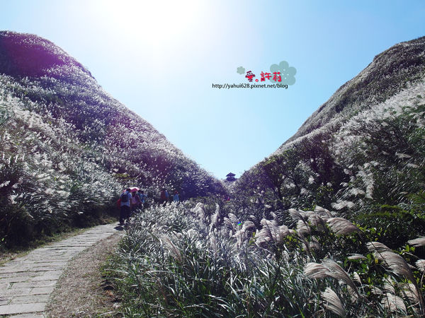 許莉。東北角草嶺古道