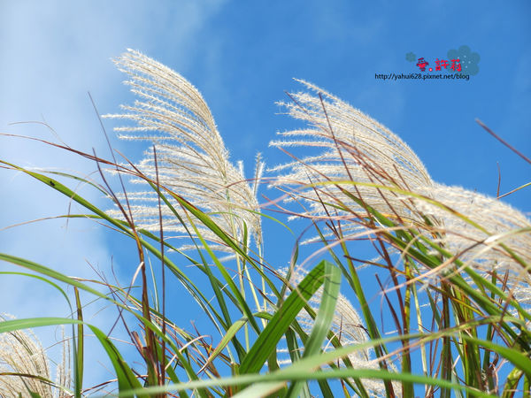 許莉。東北角草嶺古道