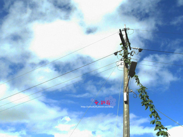 許莉。東北角草嶺古道