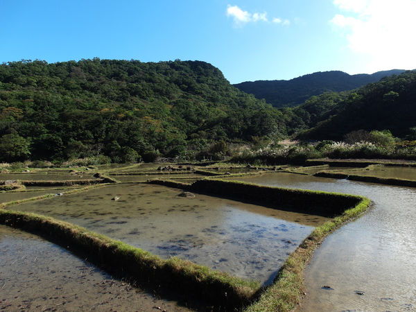 許莉。東北角草嶺古道