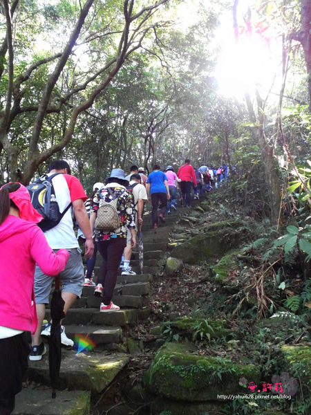 許莉。東北角草嶺古道