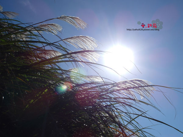 許莉。東北角草嶺古道