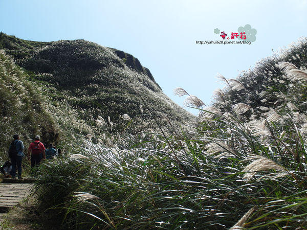 許莉。東北角草嶺古道