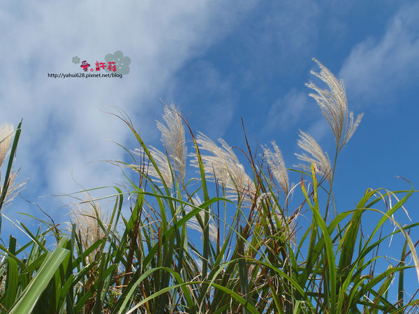 許莉。東北角草嶺古道