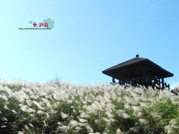 許莉。東北角草嶺古道