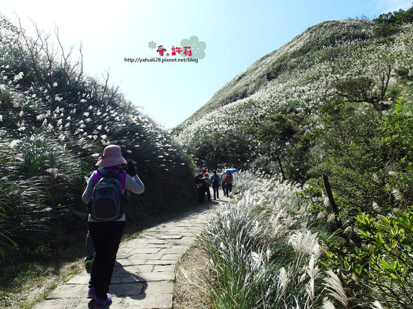 許莉。東北角草嶺古道