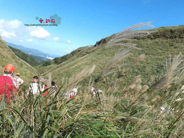 許莉。東北角草嶺古道