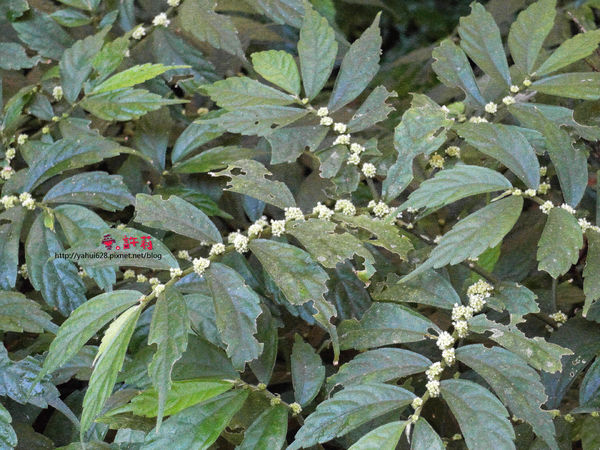 許莉。東北角草嶺古道