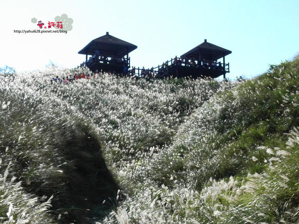 許莉。東北角草嶺古道