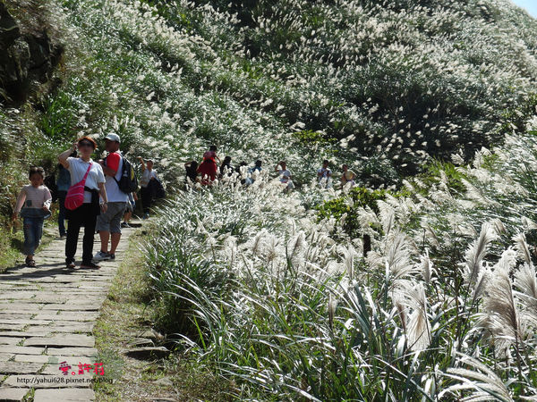 許莉。東北角草嶺古道
