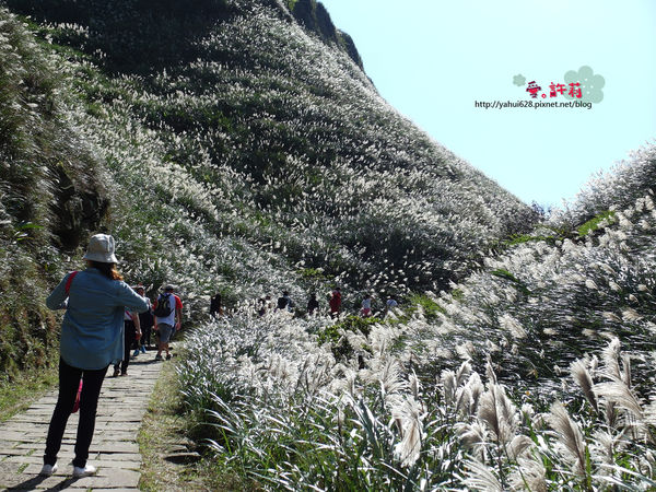 許莉。東北角草嶺古道