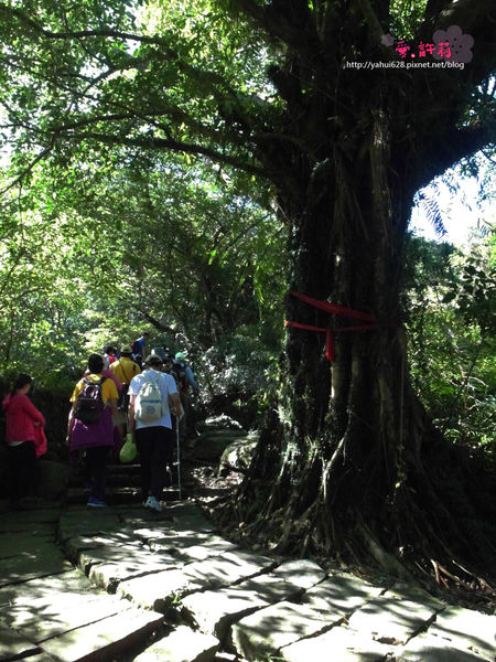 許莉。東北角草嶺古道