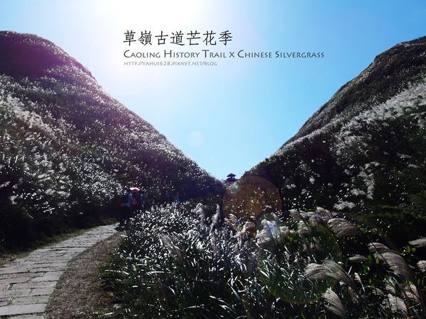 許莉。草嶺古道芒花季