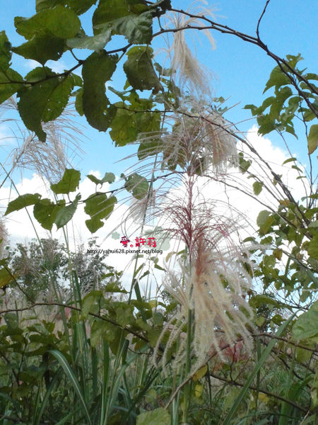 許莉。東北角草嶺古道