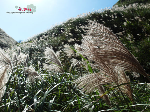 許莉。東北角草嶺古道