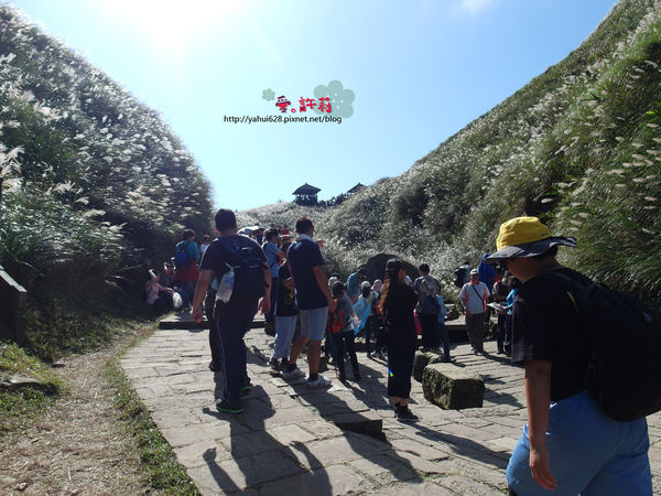 許莉。東北角草嶺古道