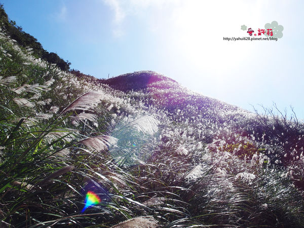 許莉。東北角草嶺古道