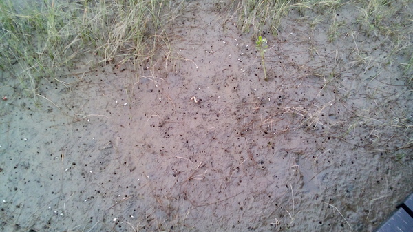高美溼地:【台中清水.高美濕地】台中最美的溼地 ☆夏日戲水 四季觀夕陽 假日親子出遊好去處