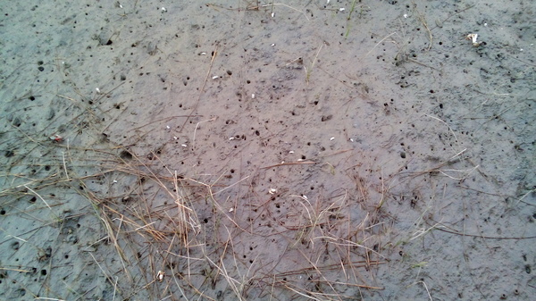 高美溼地:【台中清水.高美濕地】台中最美的溼地 ☆夏日戲水 四季觀夕陽 假日親子出遊好去處