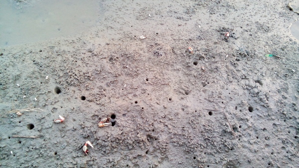 高美溼地:【台中清水.高美濕地】台中最美的溼地 ☆夏日戲水 四季觀夕陽 假日親子出遊好去處